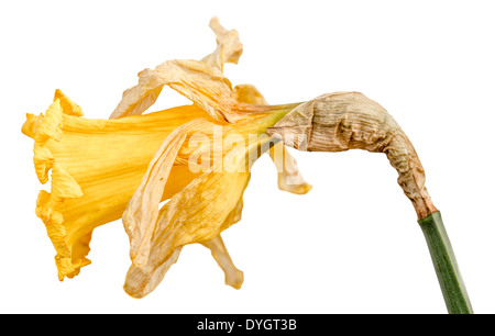 Dying Daffodil (Narcissus) in late Spring in the UK on a black background. Stock Photo