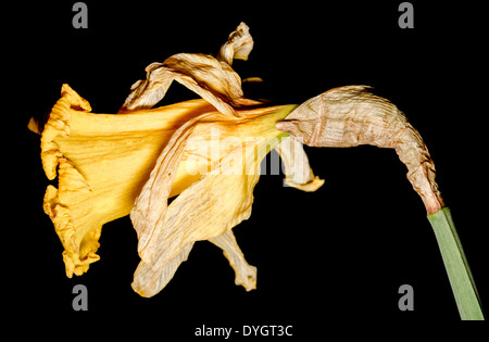 Dying Daffodil (Narcissus) in late Spring in the UK on a black background. Stock Photo