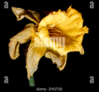 Dried Daffodil in late Spring on a black background. Stock Photo