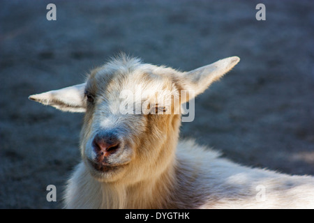 Las Vegas, Nevada, USA, December 24th 2012, A goat kid sits in the last of the evening light at Bonnie Springs Reserve Stock Photo