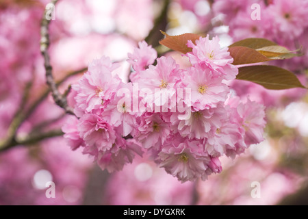 Prunus 'Kanzan' blossom. Cherry blossom in an English garden. Stock Photo