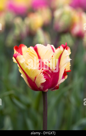 Tulipa 'Flaming Parrot' in the garden. Stock Photo
