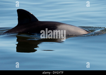 Haviside's dolphin (Cephalorhynchus heavisidii), or alternatively Heaviside's dolphin, surfacing. Walvis Bay, Namibia. Stock Photo