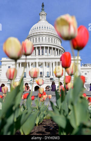 Washington, DC, USA. 17th Apr, 2014. Visitors view tulips in blossom in front of the Capitol building in Washington, DC, the United States, April 17, 2014. Credit:  Yin Bogu/Xinhua/Alamy Live News Stock Photo