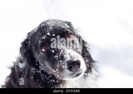 A sad black and white dog in the snow looks up at the camera Stock Photo