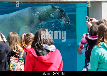 Underwater viewing window, polar bear and zoo visitors. Lincoln Park Zoo, Chicago Stock Photo