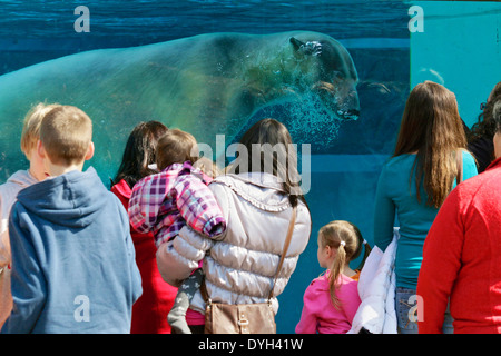 Underwater viewing window, polar bear and zoo visitors. Lincoln Park Zoo, Chicago Stock Photo