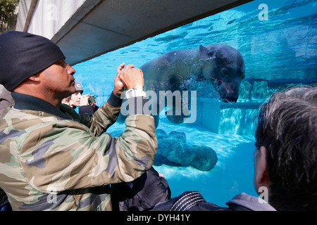 Underwater viewing window, polar bear and zoo visitors. Lincoln Park Zoo, Chicago Stock Photo