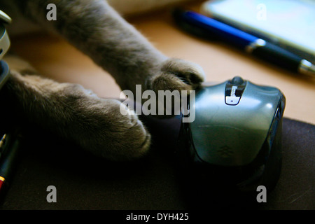 Closeup of cat's paws playing with computer mouse. Stock Photo