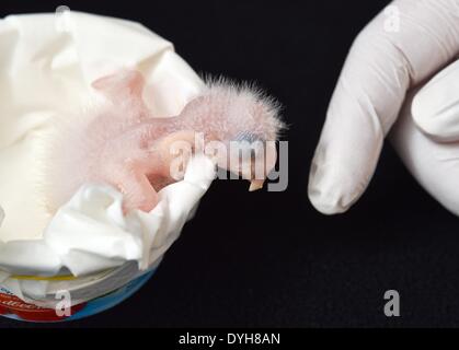 Schoeneiche, Germany. 17th Apr, 2014. The Spix's Macaw chickling Karla, which weighs 26 grams, is held at the Berlin Association for the Conservation of Threatened Parrots (ACTP) in Schoeneiche, Germany, 17 April 2014. Two of the parrots, Spix's Macaw (Cyanopsitta Spixii) which are already extinct in the wild, hatched in the past few days. Photo: PATRICK PLEUL/dpa/Alamy Live News Stock Photo