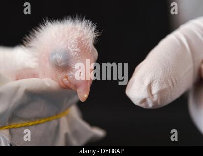 Schoeneiche, Germany. 17th Apr, 2014. The Spix's Macaw chickling Karla, which weighs 26 grams, is held at the Berlin Association for the Conservation of Threatened Parrots (ACTP) in Schoeneiche, Germany, 17 April 2014. Two of the parrots, Spix's Macaw (Cyanopsitta Spixii) which are already extinct in the wild, hatched in the past few days. Photo: PATRICK PLEUL/dpa/Alamy Live News Stock Photo