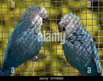 Schoeneiche, Germany. 17th Apr, 2014. The Spix's Macaw couple Bonita and Ferdinand sit in an aviary at the Berlin Association for the Conservation of Threatened Parrots (ACTP) in Schoeneiche, Germany, 17 April 2014. Two of the parrots, Spix's Macaw (Cyanopsitta Spixii) which are already extinct in the wild, hatched in the past few days. Photo: PATRICK PLEUL/dpa/Alamy Live News Stock Photo
