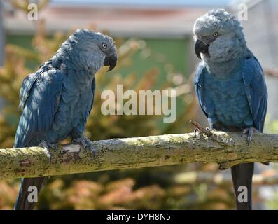 Schoeneiche, Germany. 17th Apr, 2014. The Spix's Macaw couple Bonita and Ferdinand sit in an aviary at the Berlin Association for the Conservation of Threatened Parrots (ACTP) in Schoeneiche, Germany, 17 April 2014. Two of the parrots, Spix's Macaw (Cyanopsitta Spixii) which are already extinct in the wild, hatched in the past few days. Photo: PATRICK PLEUL/dpa/Alamy Live News Stock Photo