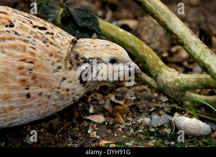 Common Quail (Coturnix coturnix) Stock Photo