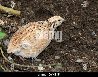 Common Quail (Coturnix coturnix) Stock Photo