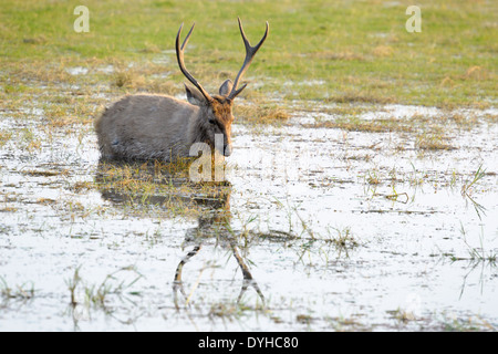 Sambar deer (Rusa unicolor) feeding in water. Stock Photo