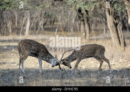 Spotted deer (Axis axis) fighting. Stock Photo