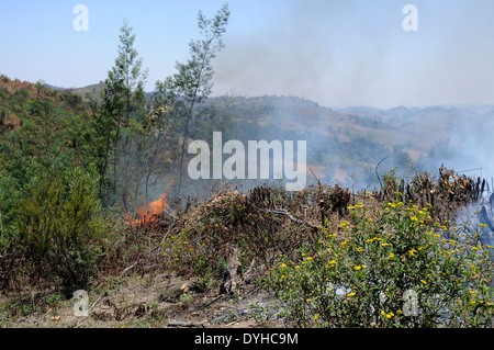 Slash-and burn for agriculture in progress, near Ranomafana National Park, Madagascar Stock Photo