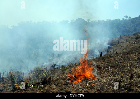 Slash-and burn for agriculture in progress, near Ranomafana National Park, Madagascar Stock Photo