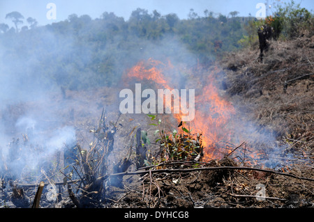 Slash-and burn for agriculture in progress, near Ranomafana National Park, Madagascar Stock Photo