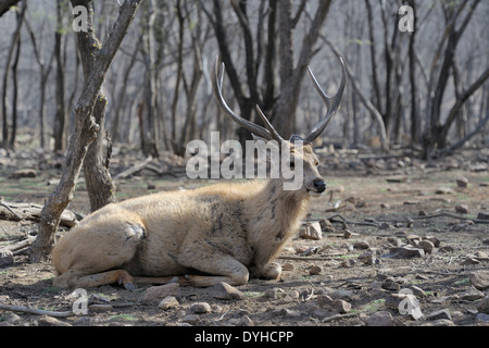 Sambar deer (Rusa unicolor) lying on the ground in the forest. Stock Photo