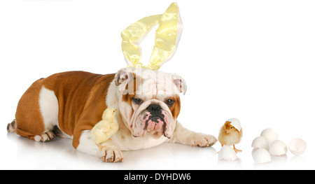 easter dog - english bulldog bunny with two chicks on white background Stock Photo