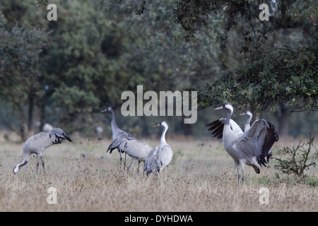 Common Crane, Eurasian Crane, Grus grus, Kranich, Extremadura, Spain, families feeding in dehesas with oak trees Stock Photo