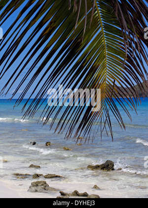 Isla Culebra Puerto Rico USA territory Beach Palm tree fronds Stock Photo