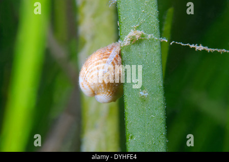 marine bivalve mollusc, cockle (Cerastoderma sp.) Black Sea, Crimea Stock Photo