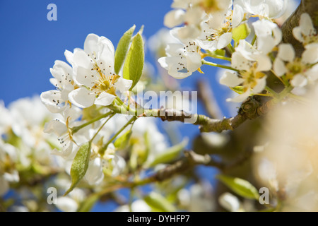 Pear Tree Blossom photographed against a bright blue sky in spring in England Stock Photo