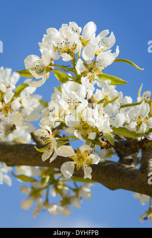 Pear Tree Blossom photographed against a bright blue sky in spring in England Stock Photo