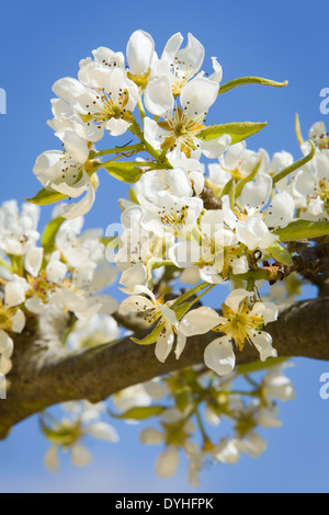 Pear Tree Blossom photographed against a bright blue sky in spring in England Stock Photo