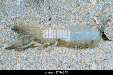 Mediterranean mud shrimp or burrowing shrimp (Upogebia pusilla) Stock Photo