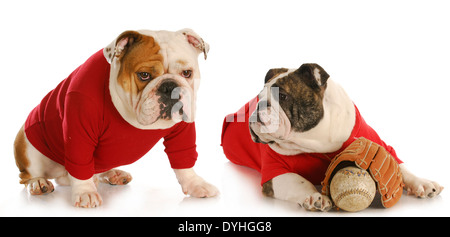 dog baseball teamates - two english bulldogs wearing red shirts with baseball and glove Stock Photo