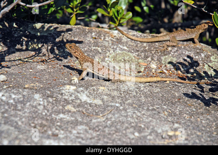 Duméril's Madagascar Swift or Madagascar spotted spiny-tailed iguana (Oplurus quadrimaculatus) Stock Photo