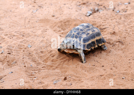 Spider tortoise (Pyxis arachnoides), a relatively small tortoise endemic to Madagascar Stock Photo