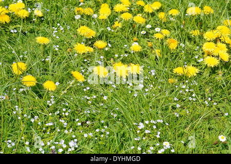 Peaceful Meadow with Dandelion Flowers in Spring Stock Photo