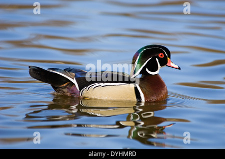 Male Wood Duck Swimming on Lake in Southern Indiana Stock Photo