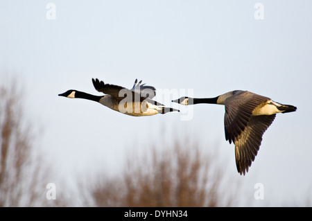 Pair of Canada Geese Flying Stock Photo