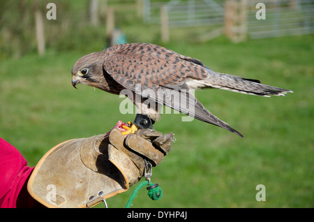 Common Kestrel at a falconry display. Falco tinnunculus Stock Photo