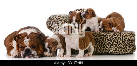 dog family - english bulldog father and five puppies isolated on white background Stock Photo