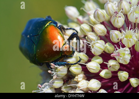 Protaetia cuprea, Shiny beetle Stock Photo