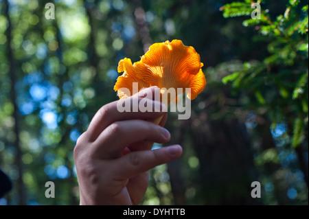 A freshly picked wild Chanterelle mushroom in a forest. Stock Photo
