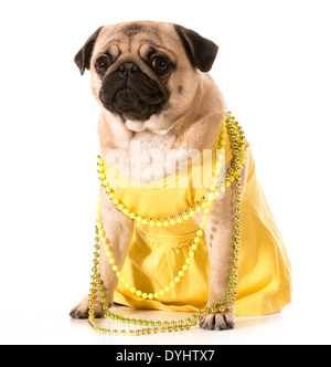 female pug wearing yellow sundress and beads isolated on white background Stock Photo