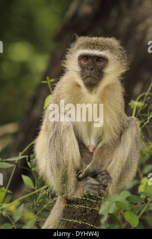 A Vervet Monkey keeps watch on the banks of the Sabie River in Kruger National Park. Stock Photo