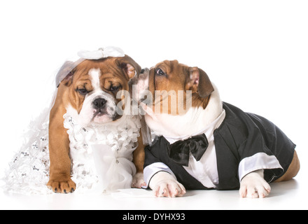 dog bride and groom puppies Stock Photo