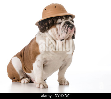 english bulldog wearing safari hat and wig Stock Photo