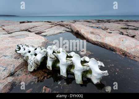 Canada Nunavut Territory Vansittart Island Bones from slaughtered Beluga Whale left by Inuit hunters along Hudson Bay near Stock Photo