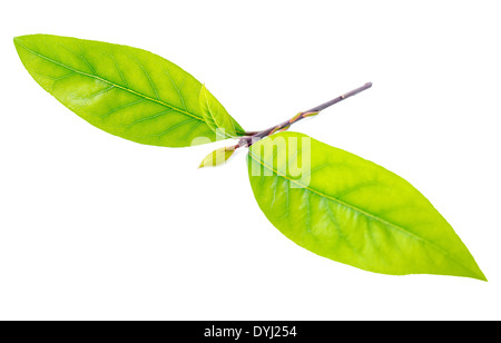 fresh branch bay laurel leaves is isolated on the white background Stock Photo