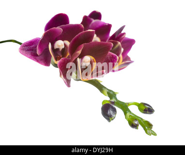 Blooming branch beautiful deep cherry orchid isolated on the white background Stock Photo